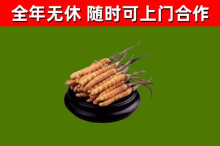 平原回收散虫草