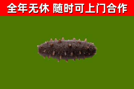 平原回收海参干